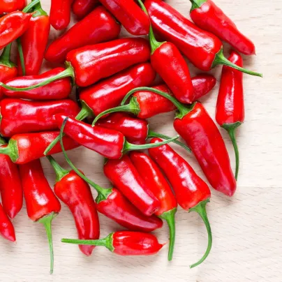 Semena chilli papričky – Chilli Apache F1 – Capsicum annuum