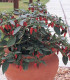 Chilli Apache F1 - Capsicum annuum - semena - 7 ks