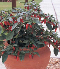 Chilli Apache F1 - Capsicum annuum - semena - 7 ks