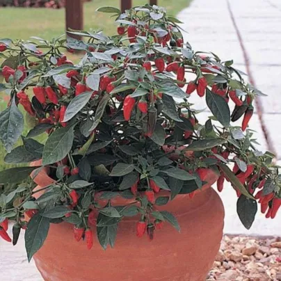 Chilli Apache F1 - Capsicum annuum - semena - 7 ks