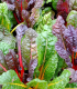 BIO semena mangoldu – BIO Mangold Fireworks – Beta vulgaris