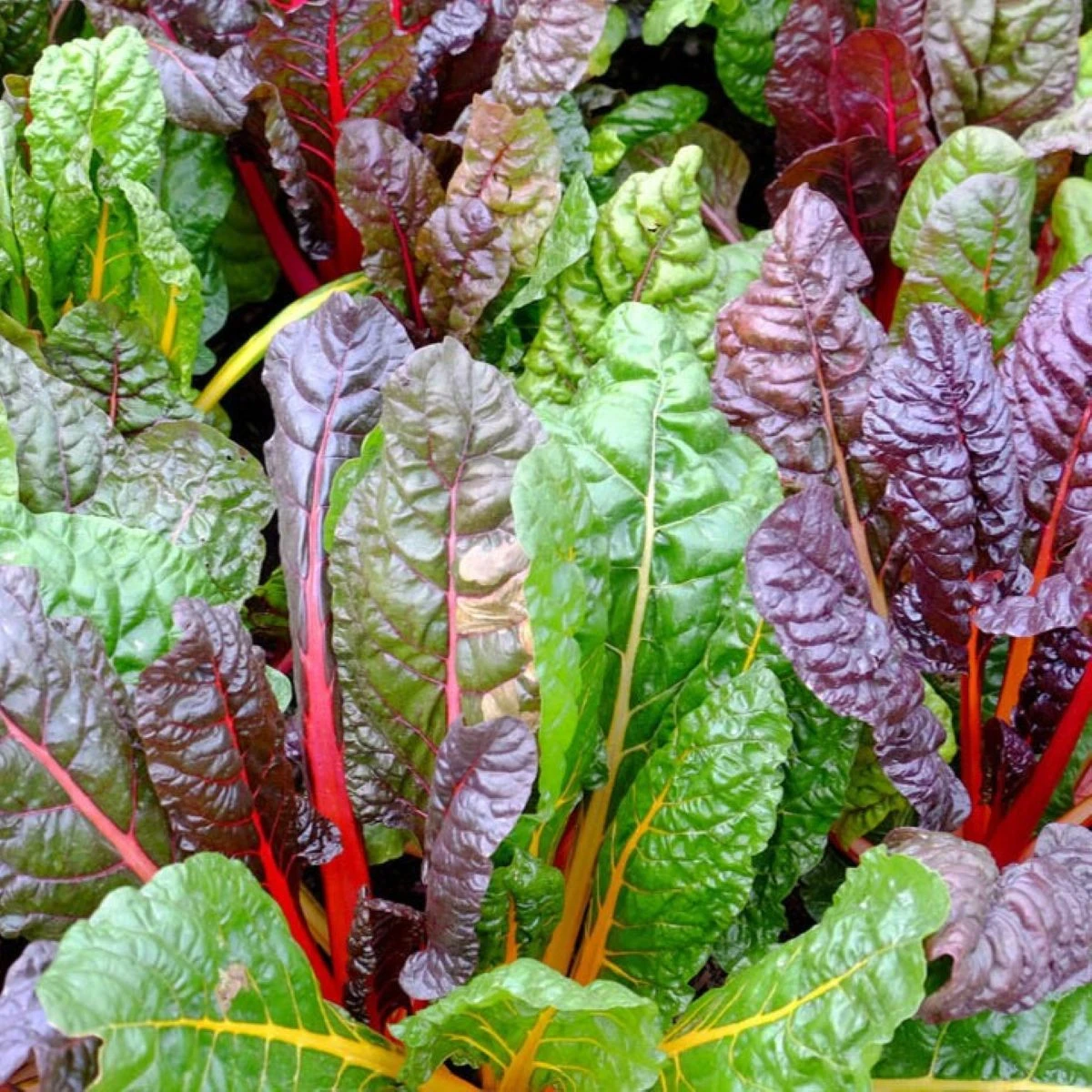 BIO semena mangoldu – BIO Mangold Fireworks – Beta vulgaris
