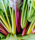 BIO Mangold Fireworks - Beta vulgaris - bio semena - 45 ks