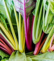 BIO Mangold Fireworks - Beta vulgaris - bio semena - 45 ks