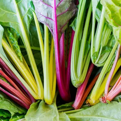 BIO Mangold Fireworks - Beta vulgaris - bio semena - 45 ks