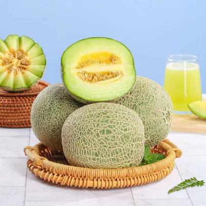Meloun Tenor F1 - Cucumis melo - semena - 6 ks