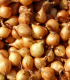 Cibule šalotka Mikor - Allium cepa - cibulky - 10 ks