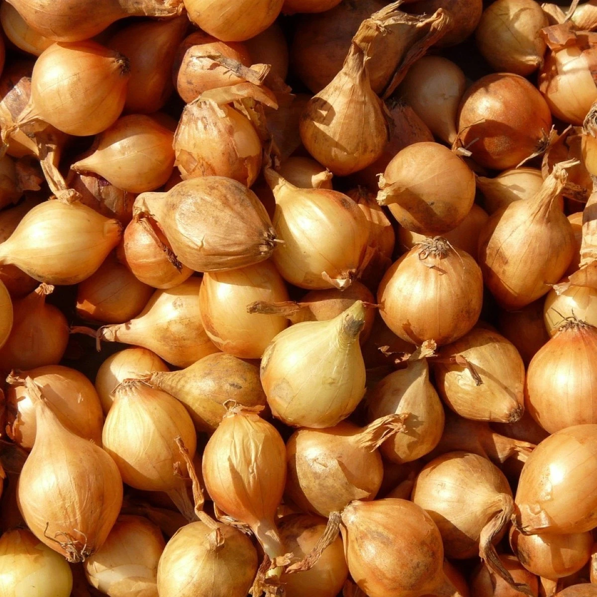 Cibule šalotka Mikor - Allium cepa - cibulky - 10 ks