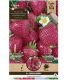 Sazenice jahodníku – Jahodník Cherryberry – Fragaria ananassa