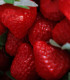 Jahodník Cherryberry - Fragaria ananassa - prostokořenné sazenice - 2 ks