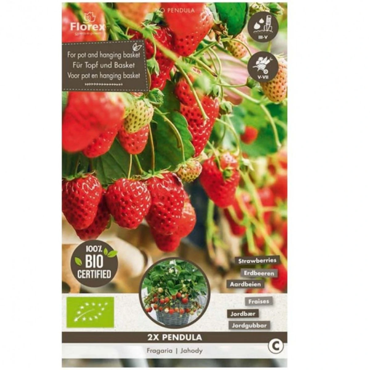 Sazenice jahodníku – Jahodník převislý Pendula – Fragaria ananassa