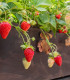 Sazenice jahodníku – Jahodník převislý Pendula – Fragaria ananassa