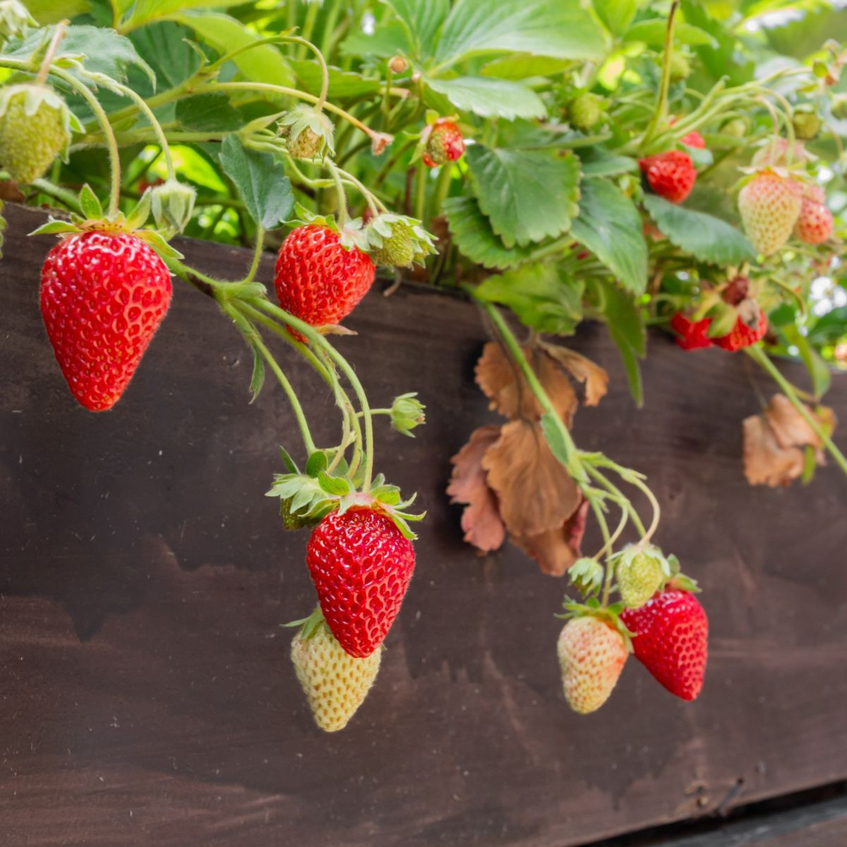 Sazenice jahodníku – Jahodník převislý Pendula – Fragaria ananassa