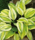 Funkie - Bohyška - Hosta Captains Adventure - cibuloviny - 1 ks