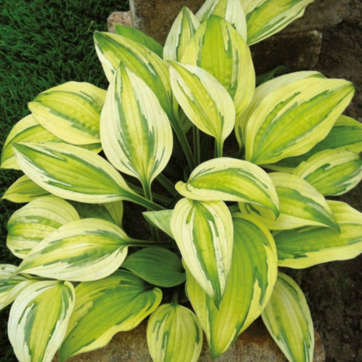 Funkie - Bohyška - Hosta Captains Adventure - cibuloviny - 1 ks