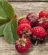 Jahodník Framberry - Fragaria ananassa - prostokořenné sazenice - 2 ks