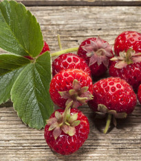 Jahodník Framberry - Fragaria ananassa - prostokořenné sazenice - 2 ks