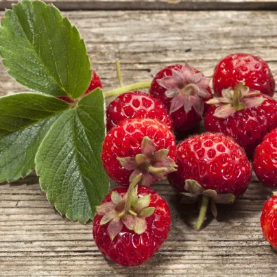 Jahodník Framberry - Fragaria ananassa - prostokořenné sazenice - 2 ks