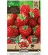Sazenice jahodníku – Jahodník Framberry – Fragaria ananassa