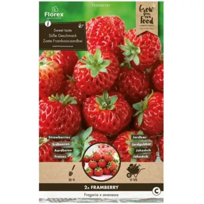 Sazenice jahodníku – Jahodník Framberry – Fragaria ananassa