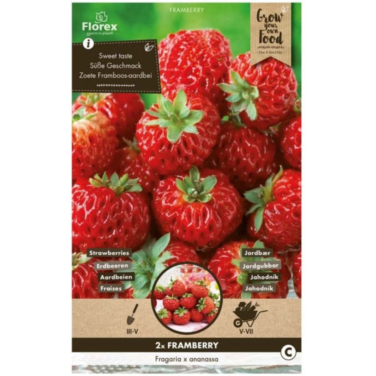 Sazenice jahodníku – Jahodník Framberry – Fragaria ananassa