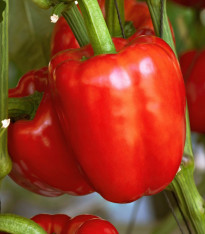 Paprika Beluga Red F1 - Capsicum annuum - semena - 5 ks