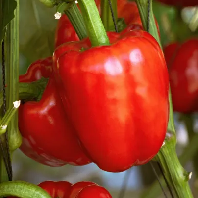 Paprika Beluga Red F1 - Capsicum annuum - semena - 5 ks