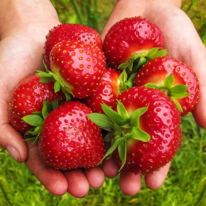 Sazenice jahodníku – Jahodník Maxim – Fragaria ananassa