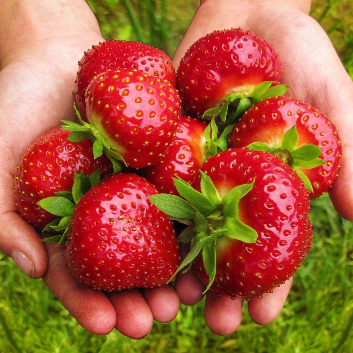 Sazenice jahodníku – Jahodník Maxim – Fragaria ananassa