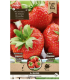 Sazenice jahodníku – Jahodník Maxim – Fragaria ananassa