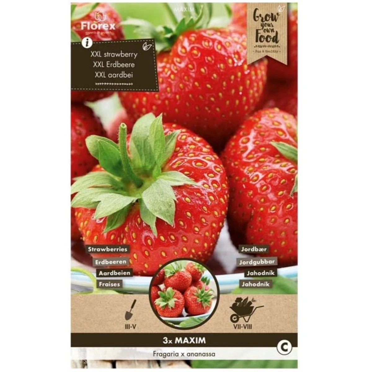 Sazenice jahodníku – Jahodník Maxim – Fragaria ananassa