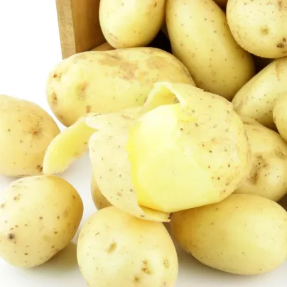 Sadbové brambory Camelia – Solanum tuberosum – žluté polorané
