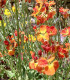 Mečík Jester – Gladiolus – hlízy mečíku