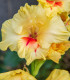 Gladiol Jester - Gladiolus - cibuloviny - 3 ks