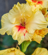 Gladiol Jester - Gladiolus - cibuloviny - 3 ks