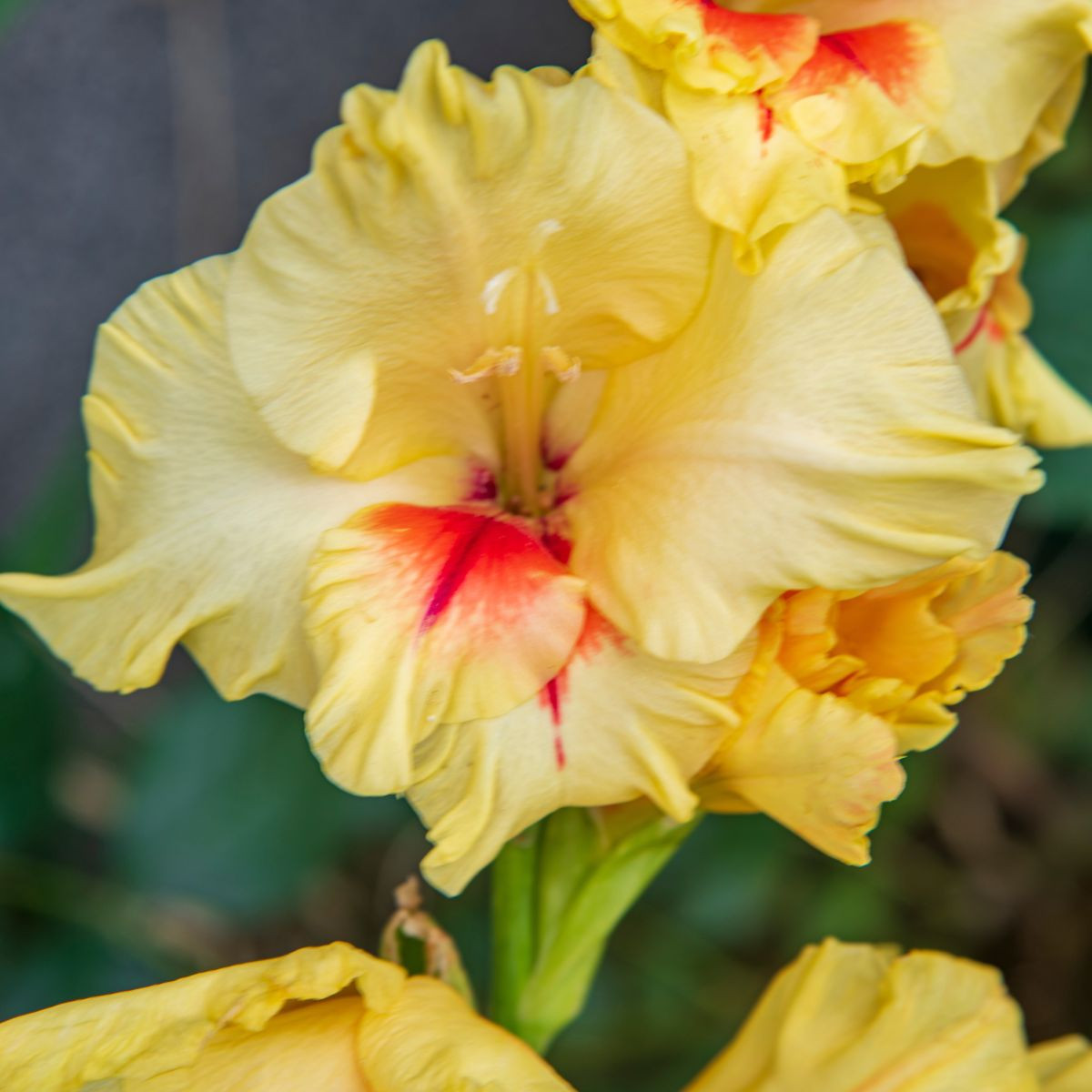 Gladiol Jester - Gladiolus - cibuloviny - 3 ks