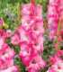 Mečík Violet King – Gladiolus – hlízy mečíku