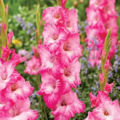 Mečík Violet King – Gladiolus – hlízy mečíku