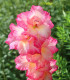 Gladiol Violet King - Gladiolus - cibuloviny - 3 ks