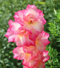 Gladiol Violet King - Gladiolus - cibuloviny - 3 ks