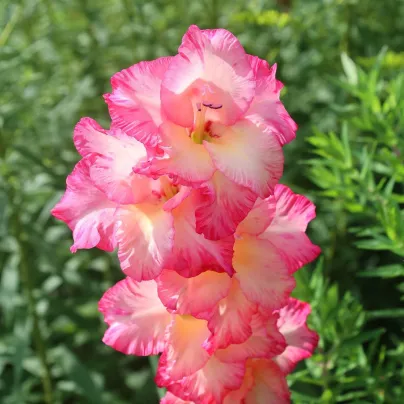 Gladiol Violet King - Gladiolus - cibuloviny - 3 ks