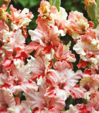 Gladiol Mindset - Gladiolus - cibuloviny - 3 ks