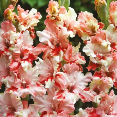 Gladiol Mindset - Gladiolus - cibuloviny - 3 ks