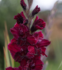 Gladiol At Night - Gladiolus - cibuloviny - 3 ks
