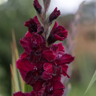 Gladiol At Night - Gladiolus - cibuloviny - 3 ks