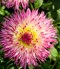 Jiřinka Nenekazi - Dahlia - cibuloviny - 1 ks