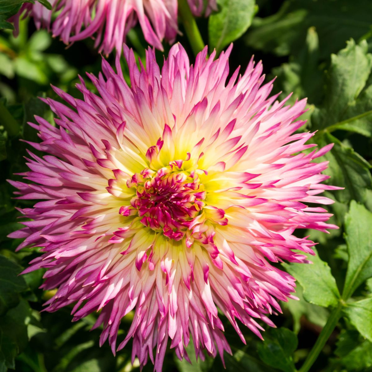 Jiřinka Nenekazi - Dahlia - cibuloviny - 1 ks