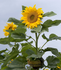 Slunečnice Mongolian Giant - Helianthus annuus - semena - 15 ks