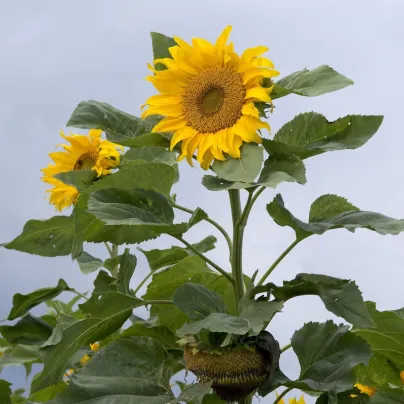 Slunečnice Mongolian Giant - Helianthus annuus - semena - 15 ks
