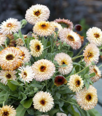 Měsíček lékařský Pygmy Buff - Calendula officinalis - semena - 30 ks